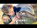 GIANT TICKS FOUND ATTACKING MY TORTOISES ! WHAT NOW ?!