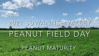 2021 NFREC Suwannee Valley Virtual Peanut Field Day - Peanut Maturity