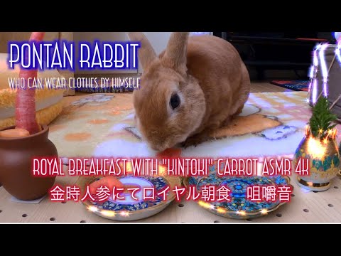 Royal Breakfast with Kintoki Carrot｜4K ASMR｜金時人参にてロイヤル朝食　咀嚼音 #077