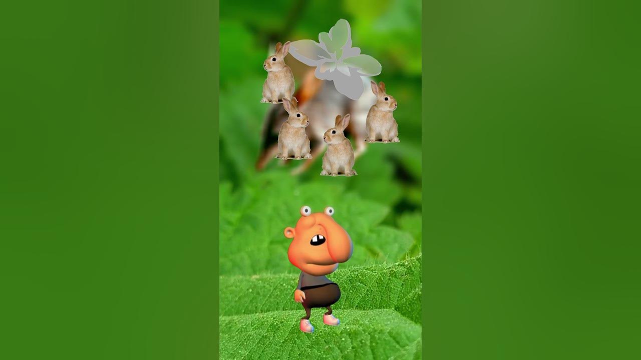 Бандикут кролячий - цікаві факти про тварин - YouTube
