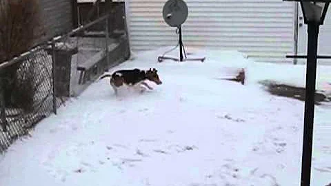 Dogs in the snow