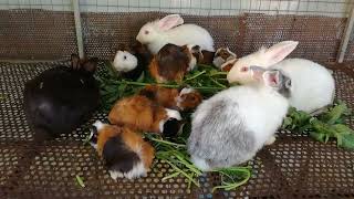 You Never See Guinea Pig and Rabbit Eating Vegetable, Cute and Funny Animals, Rabbit, Guinea Pigs
