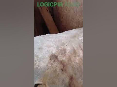 €22 за овечью шкуру. Экспорт в Европу - YouTube