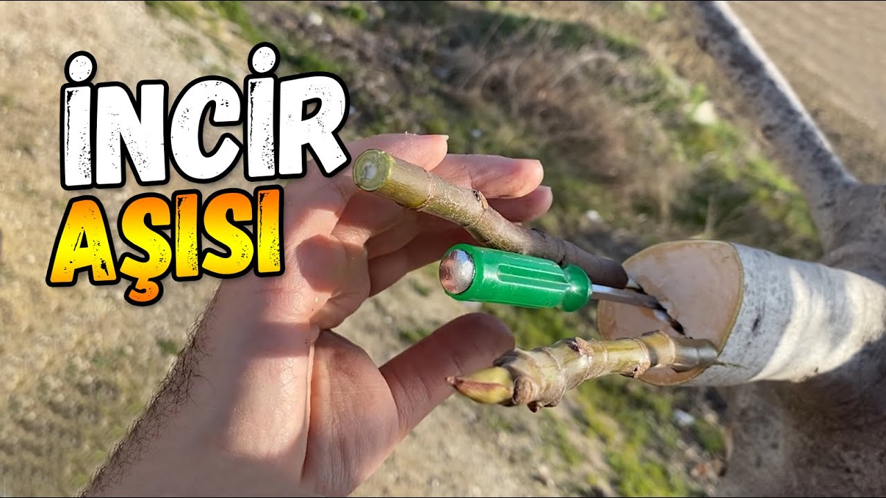 İncir Aşısı Nasıl Yapılır? Yarma Aşı