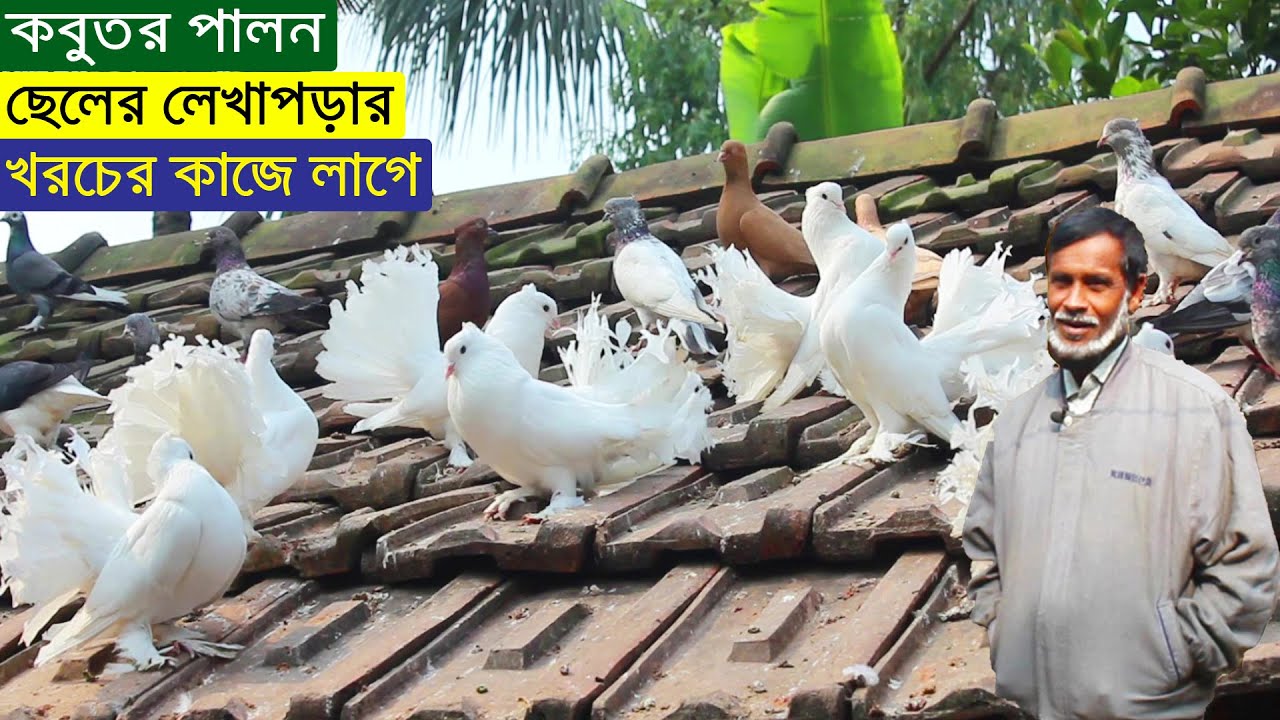 কবুতর পালন বেশ লাভ জনক ছেলের লেখাপড়ার খরচের কাজে লাগে বল্লেন খামারি।কবুতর পালন পদ্ধতি। Pigeon Farm.