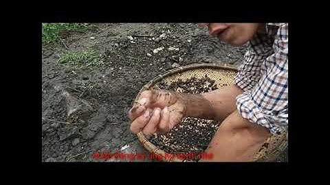 Hành trình đi đào đá đỏ (đá ruby)tập 4 và thành quả đã đạt được