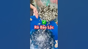 ✅ Cá Rô Phi chuẩn giống Bảo Lộc size 500 con/kg #cagiong Hải Phòng 0986890306 #giathuysan #tilapia