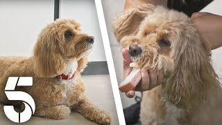 Bailey, The Food Snatcher | Dogs Behaving (Very) Badly | Channel 5