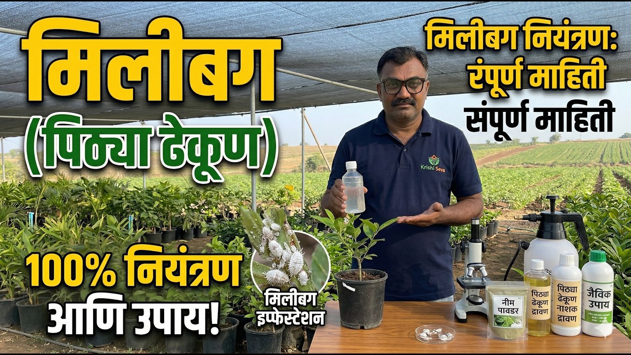 मीलिबग रोग नियंत्रण