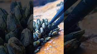 Satisfying Barnacle ASMR – Natural Sea Relaxation #barnacles #asmr #satisfying