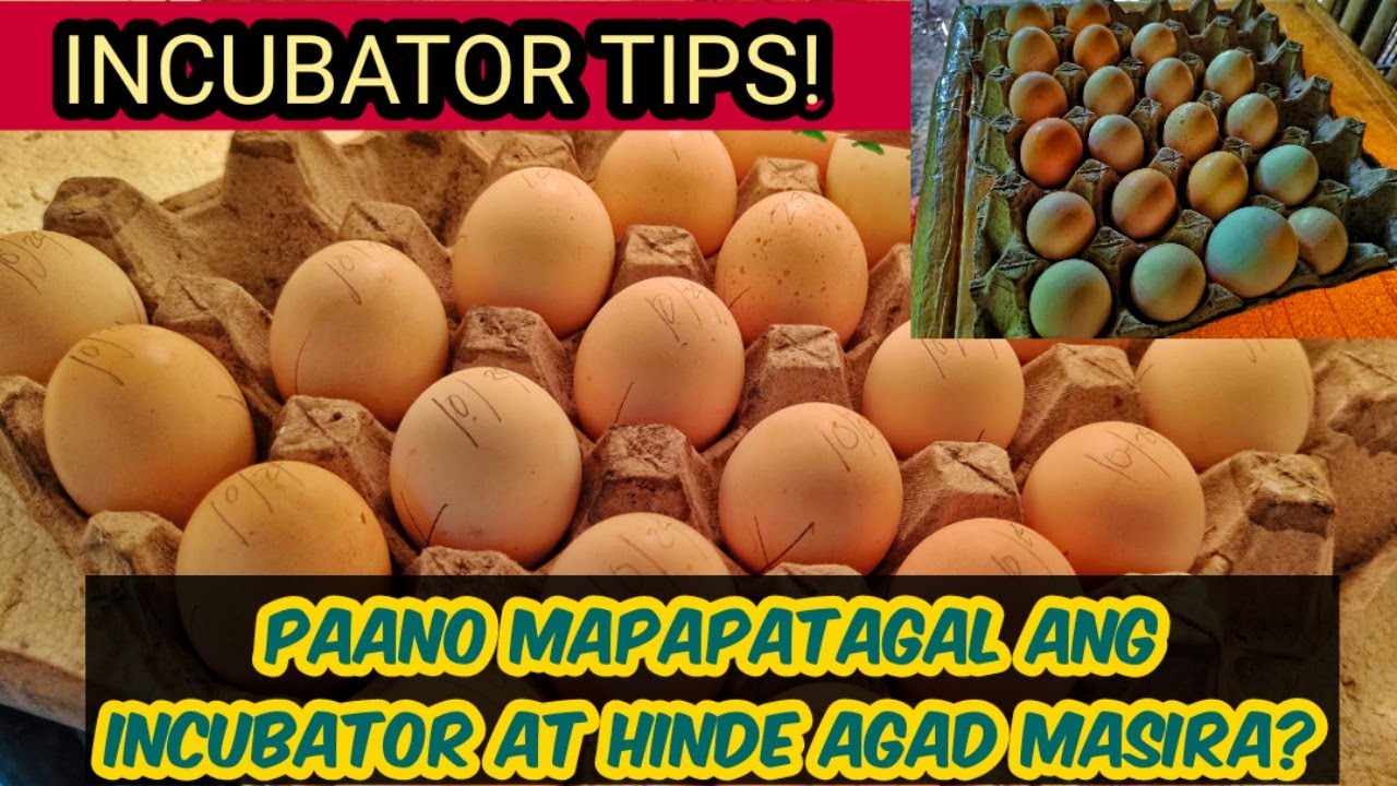 INCUBATOR TIPS | MGA DAPAT MALAMAN SA PAG IINCUBATE NG ITLOG | BACKYARD FARMING