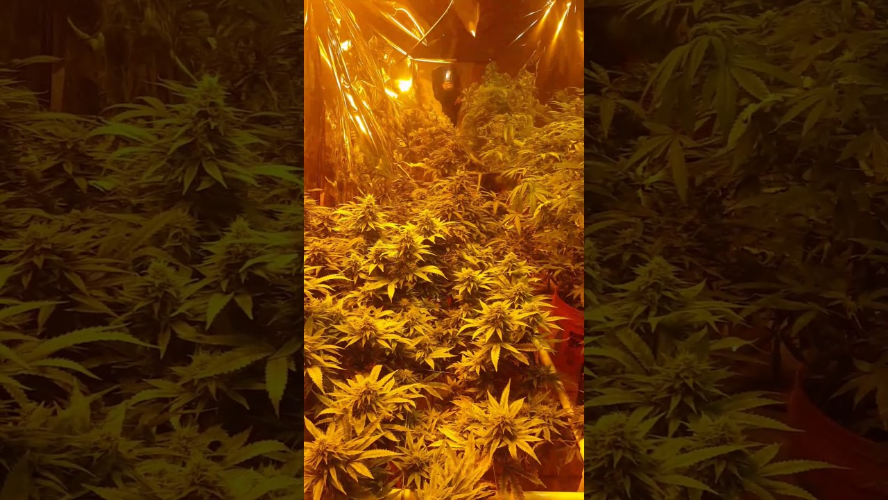 Hps mixed with led tour of the grow room let's see what happens