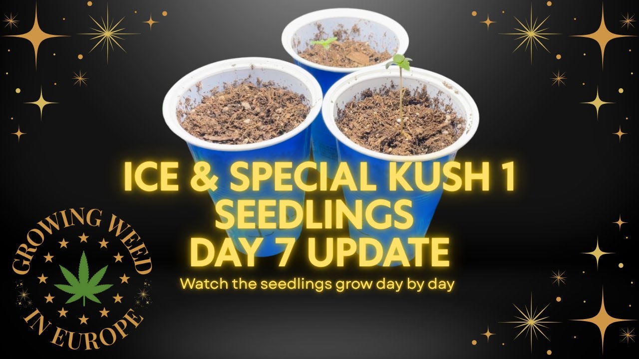 Ice and Special Kush 1 Day 7 Garden Update