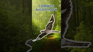 Common Nighthawk - Pure Nature Sounds