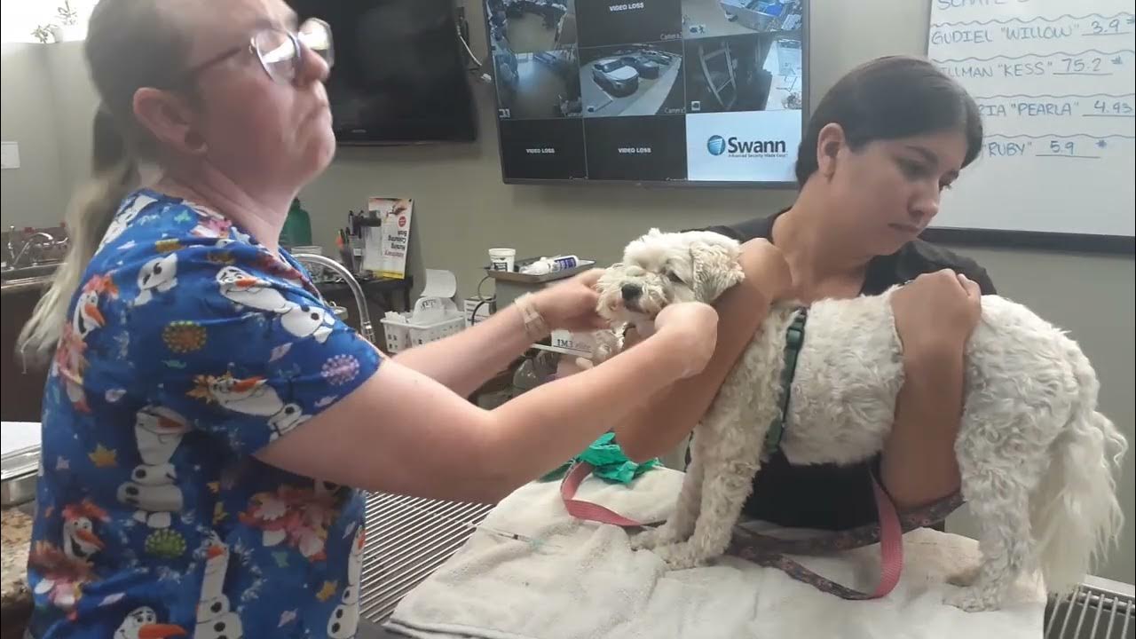 gauze muzzle on a dog YouTube