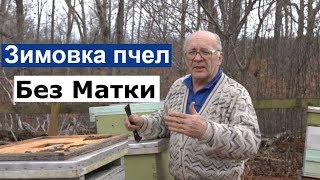 Пасека #105 Зимовка пчел, без матки / Пчеловодство для начинающих