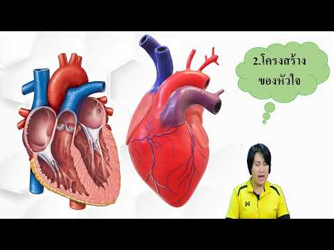 ระบบหมุนเวียนเลือด (Circulatory System) by KruNoizy