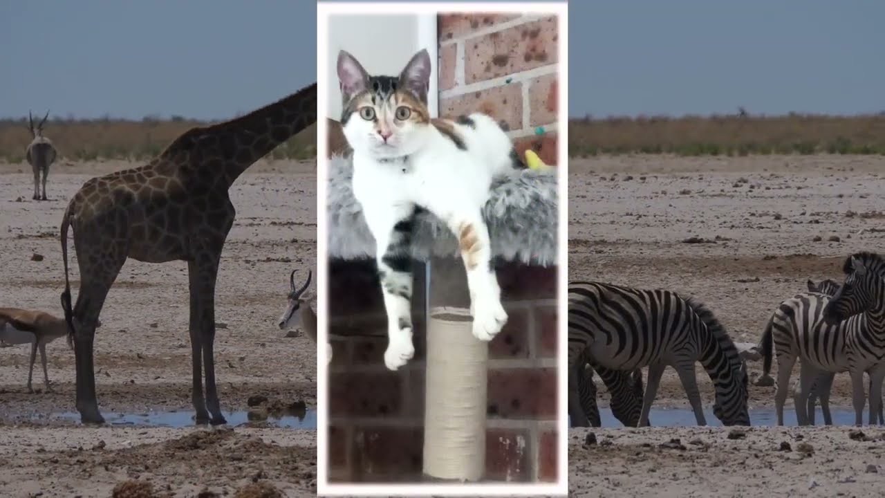 Doom Kitty - The Rescue Cat photo slideshow