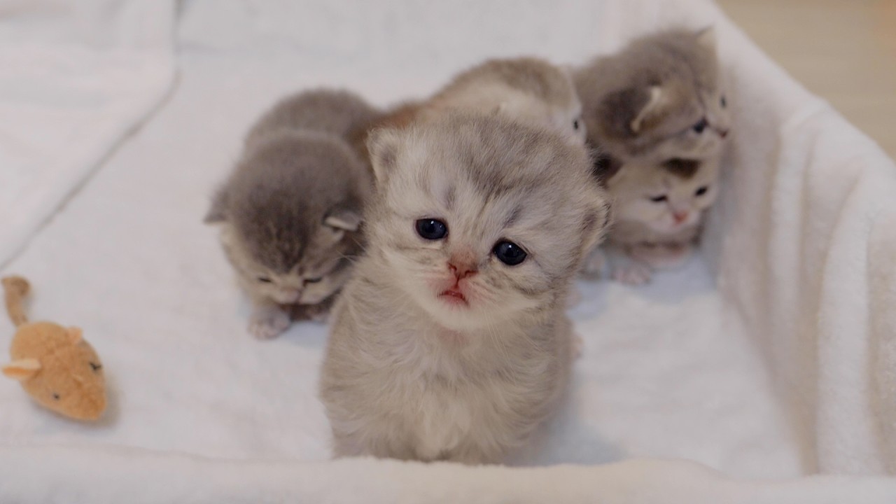 Котенок, который смотрел на меня и умолял о чем-то, был таким милым!