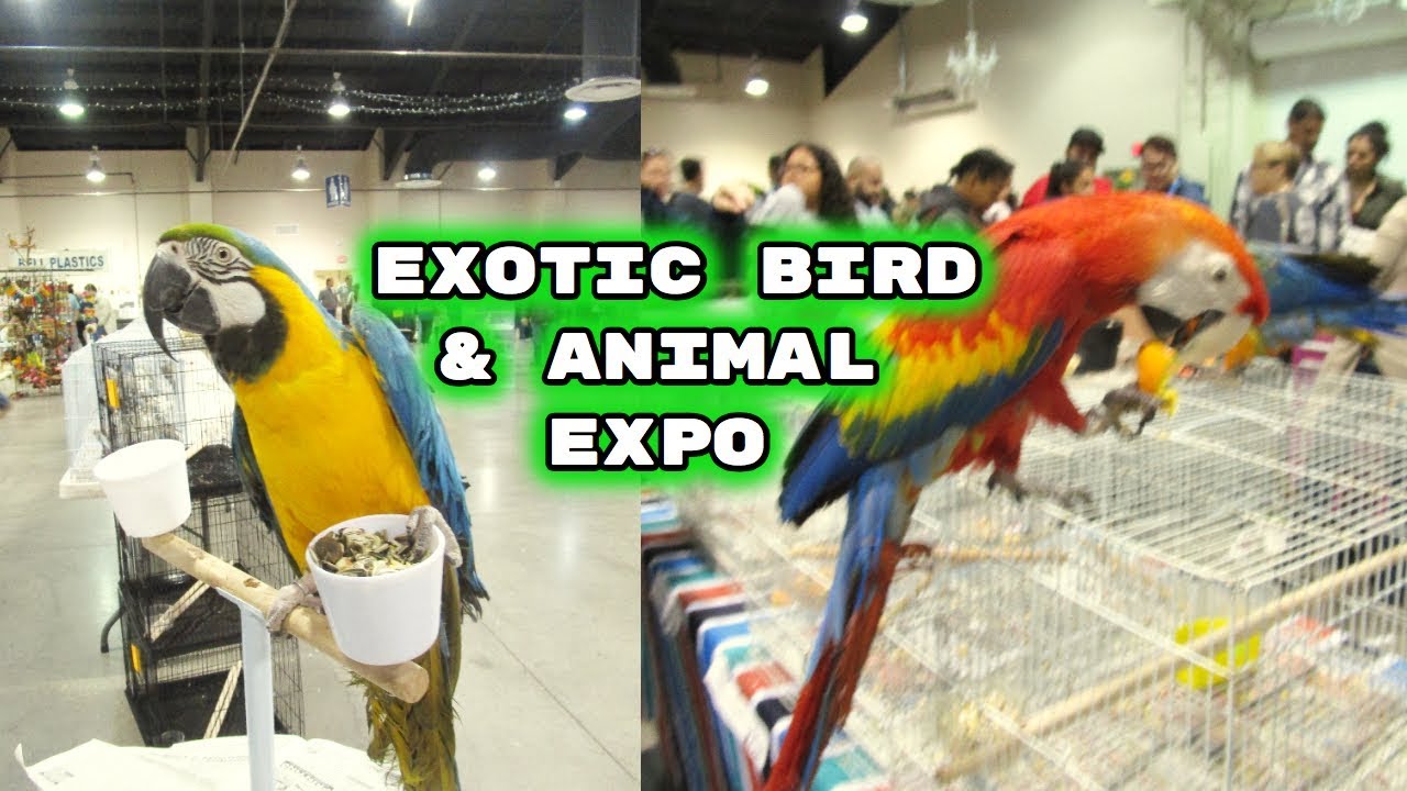 ANTELOPE VALLEY EXOTIC BIRD & ANIMAL EXPO 2018 YouTube