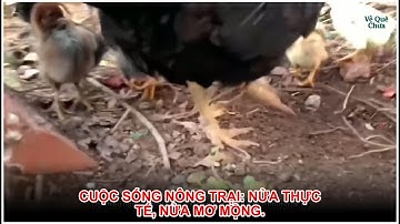 Cuộc sống nông trại: Nửa thực tế, nửa mơ mộng.