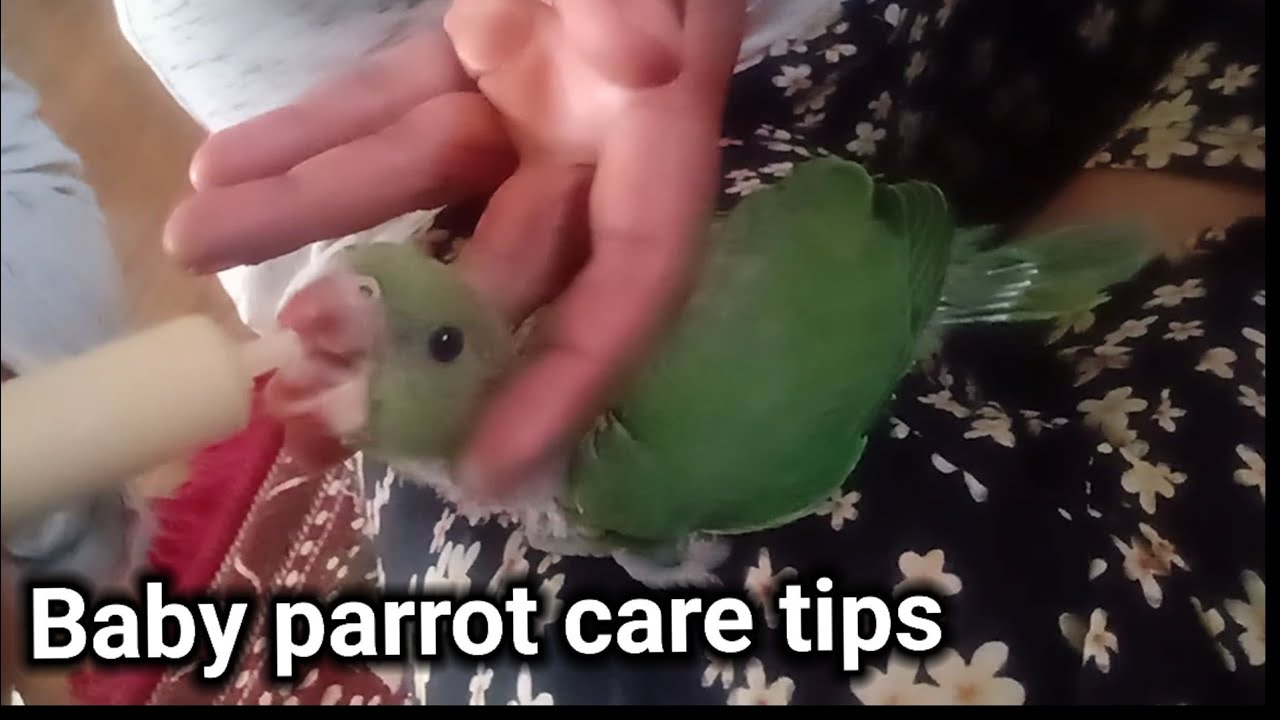 Proper guidelines for a new baby parrot // Basic Handling tips for your ...