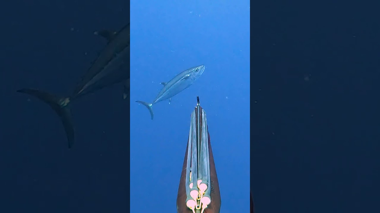 RIFFE Marauder 47 + Dogtooth tuna in Samoa