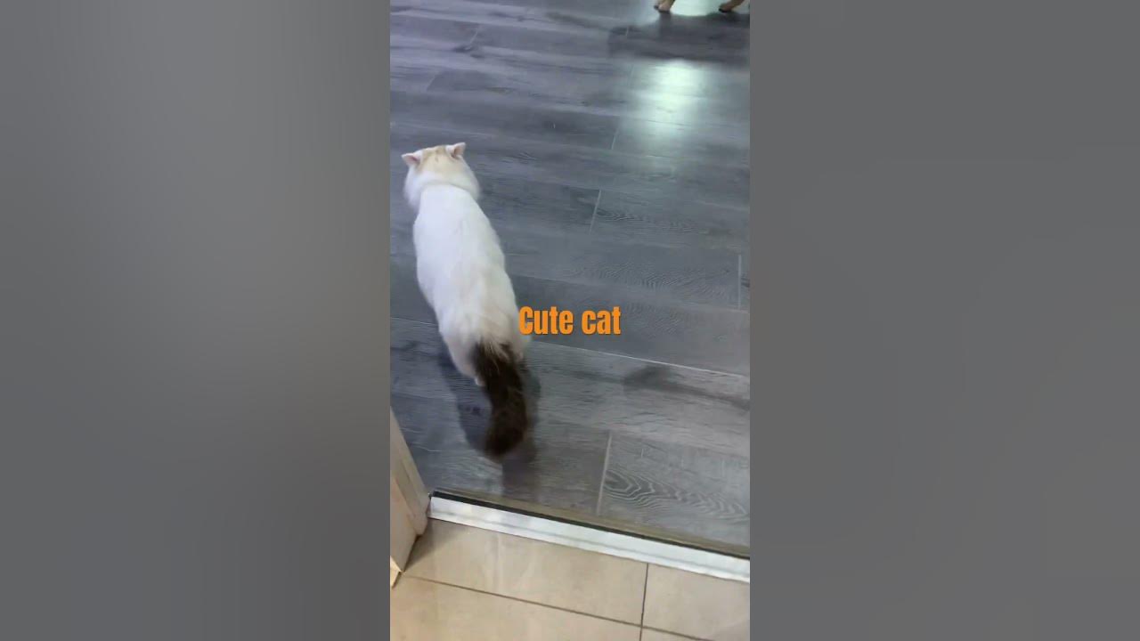 Cat cafe YouTube
