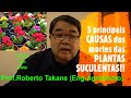 As 5 principais causas de morte das plantas suculentas profroberto takane