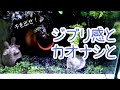 スカスカのパルダリウムが1年経過するとジブリみたいなる。【ヤドクガエル】