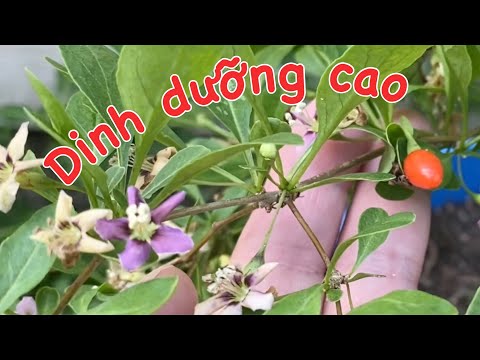 Video Cách trồng cây kỷ tử được khoẻ mạnh nhiều trái, và lá,... - youtube