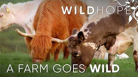 Meet the Iron-Age Animals Rewilding Great Britain | WILD HOPE