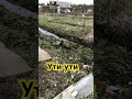 Гости на участке. 3/4/2024 г  #утки #стараярусса