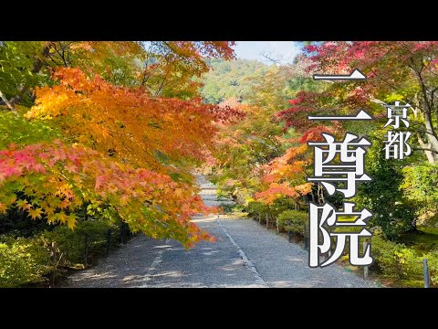 2022年11月11日 【京都の紅葉】 二尊院を散策???? Walk in Nison-in Temple,Kyoto 【4K】