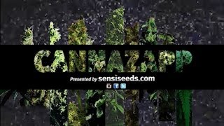CANNAZAPP - EPISODE 1