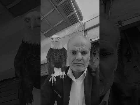 شاهد هز الصقر وماذا حدث على صحاحبو