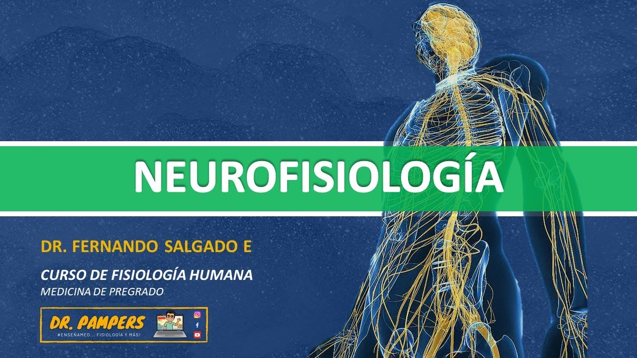 II. LA NEURONA: el impulso eléctrico.