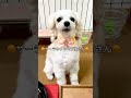【犬のクレープ屋さん2】サーラのお店は。ごめんでーす！《投げるのはサーラの特技なのですよぉ》#shorts #ペット #犬 #おしゃべりペット