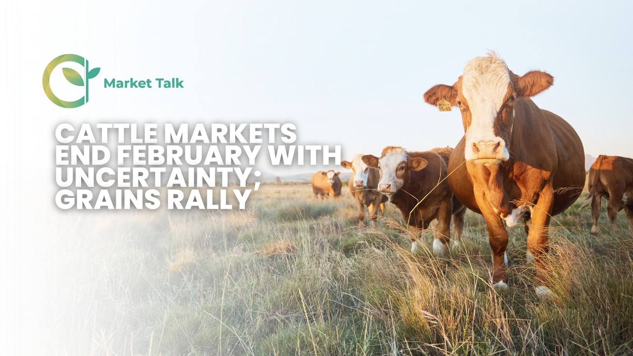 По итогам февраля рынки крупного рогатого скота остаются неопределенными; цены на зерновые растут.