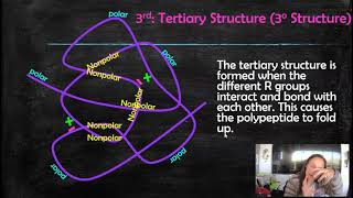 Protein Folding (The four steps in determining protein structure)