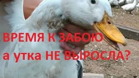 Время к забою, А утки не выросли? В чем причина? О комбикормах и о питании. Вес утки к 10 неделе!
