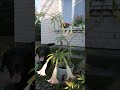 Бругмансия (Brugmansia) - облако аромата!