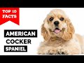 American Cocker Spaniel - Top 10 Facts の動画、YouTube動画。