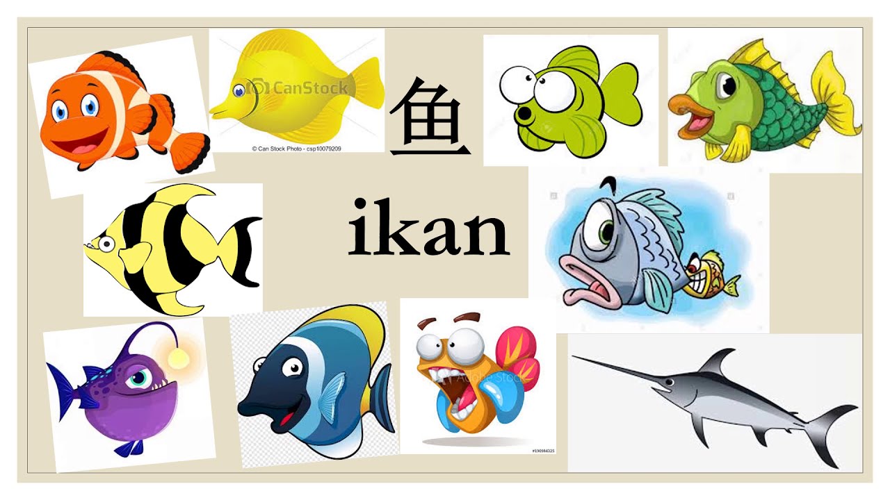 四年级科学动物的身体部分名称 鱼 Youtube