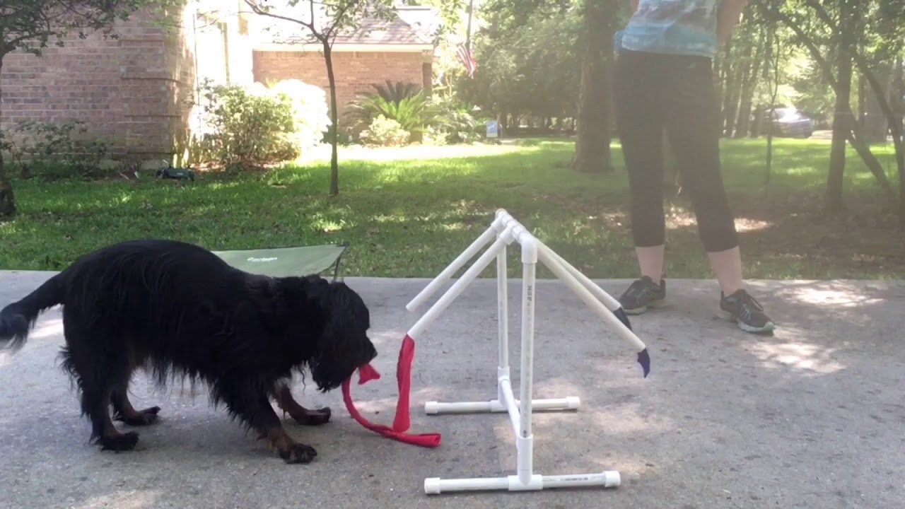 DIY Dog Food Puzzle YouTube