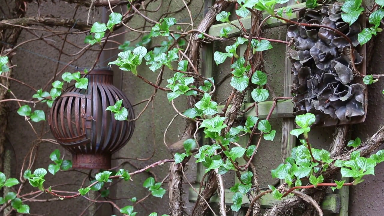 Der winzige Zaunkönig im unermüdlichen Einsatz