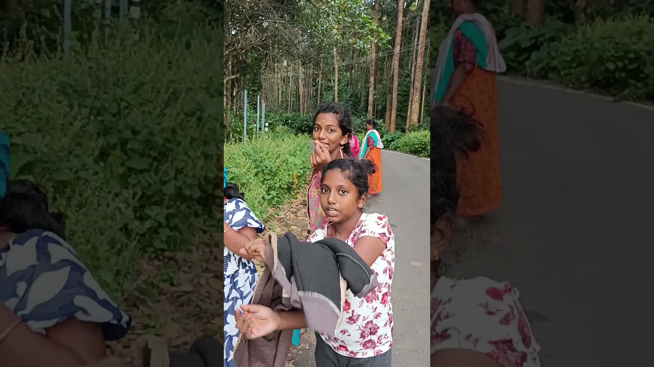 pepper plant(yercaud)