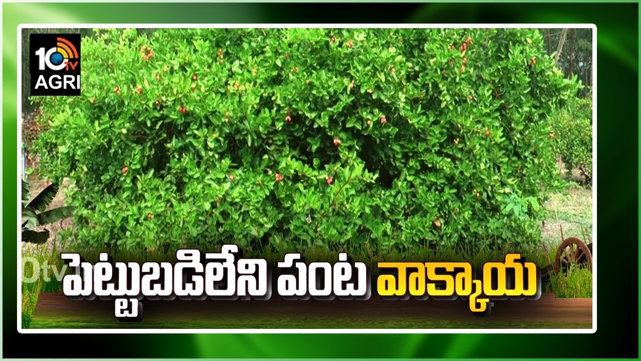 పెట్టుబడిలేని పంట వాక్కాయ | Success Story Of Farmer Koti Reddy | Matti ...