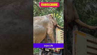 கோம்ட்டி தலையா! எனக்கே ஒரு குட்டியானையா?! Elephant comedy #shorts #shortsfeed #elephantcomedy