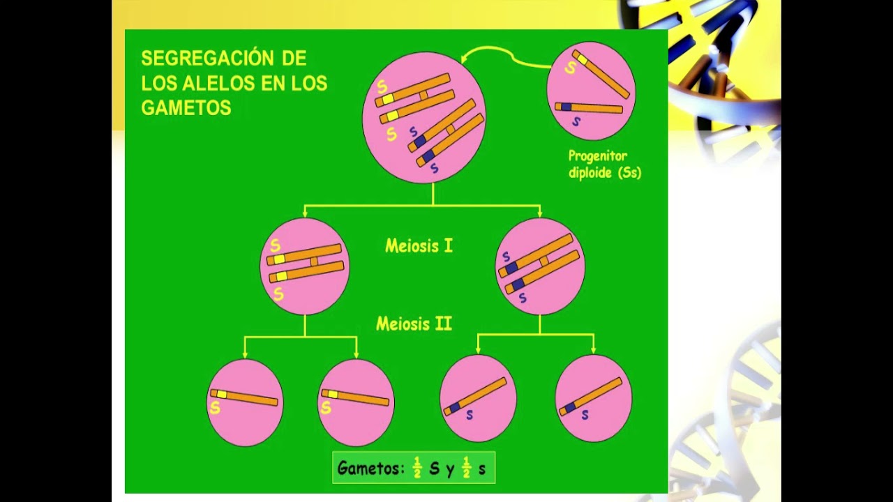 Clase 9 Genética - Eje Ambiente: Medicina, Hombre y Sociedad